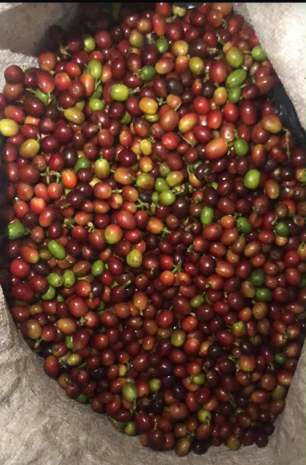 Farmer holding fresh coffee cherries