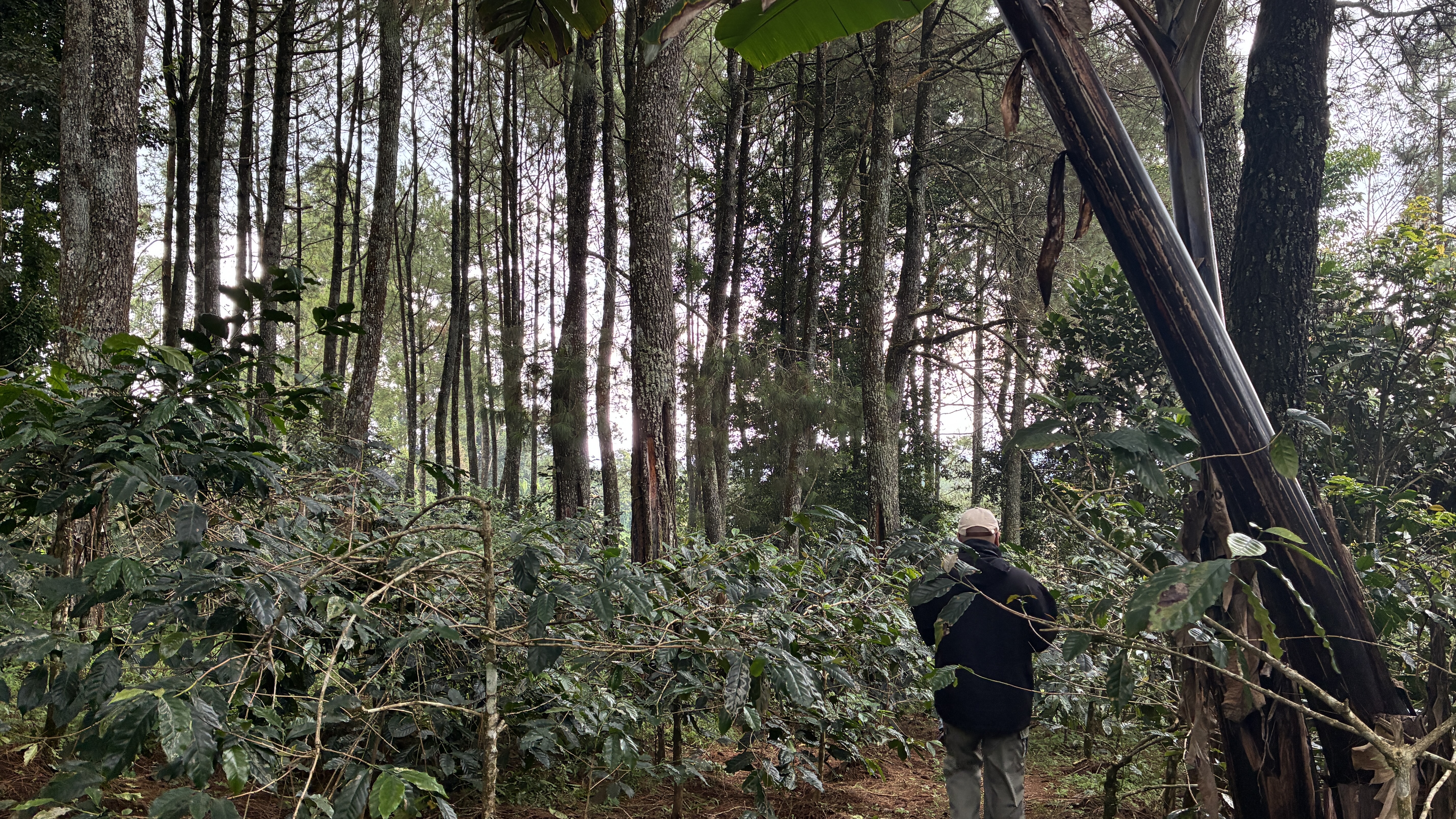 Plantation